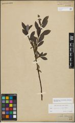 Foto von Salix myrsinifolia Salisb. x Salix phylicifolia L.